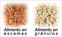 Alimento para peces